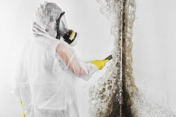 Best Mold Cleaning Services  in Newfield, NJ