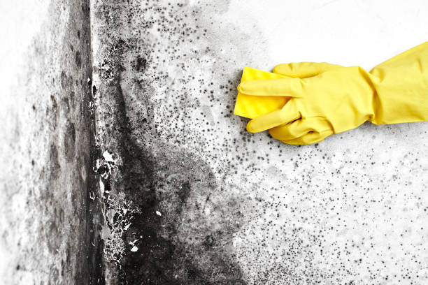 Mold Removal Process in Newfield, NJ