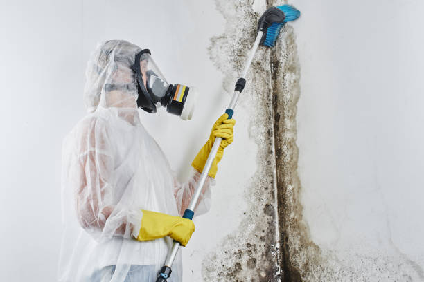 Professional Mold Removal in Newfield, NJ