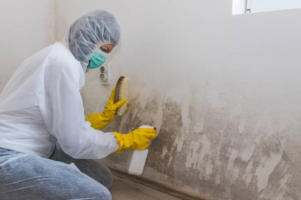 Best Mold Damage Repair  in Newfield, NJ