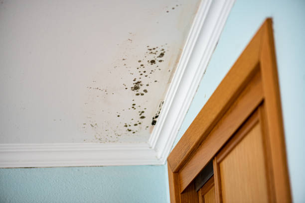 Best Mold Cleaning Services  in Newfield, NJ