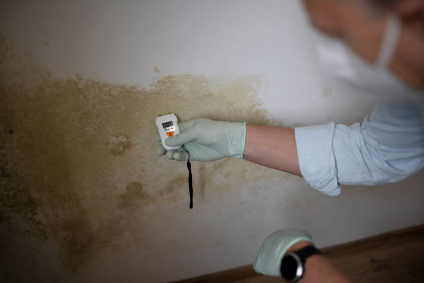 Best Residential Mold Removal  in Newfield, NJ