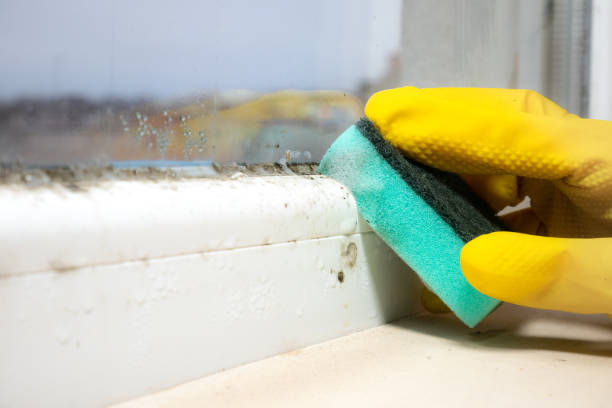 Mold Testing and Removal in Newfield, NJ