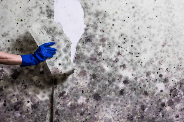 Best Same-Day Mold Removal  in Newfield, NJ